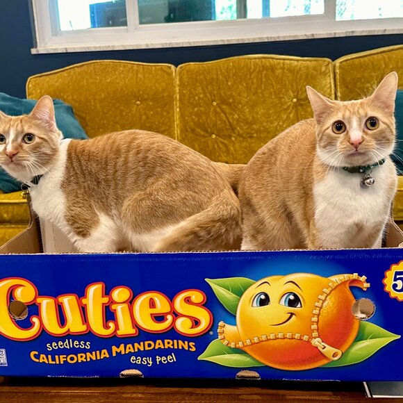 Meet your Posher, Amy - Picture 6 of 6